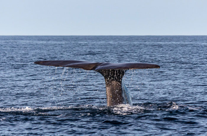 マッコウクジラ捕獲禁止で始まった本格的なホホバ栽培