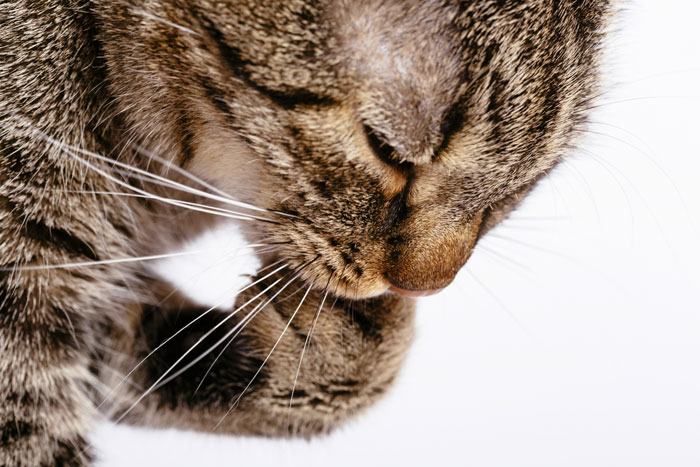 猫がホホバオイルを舐めたらどうなる？精油と同じで危険なのか？