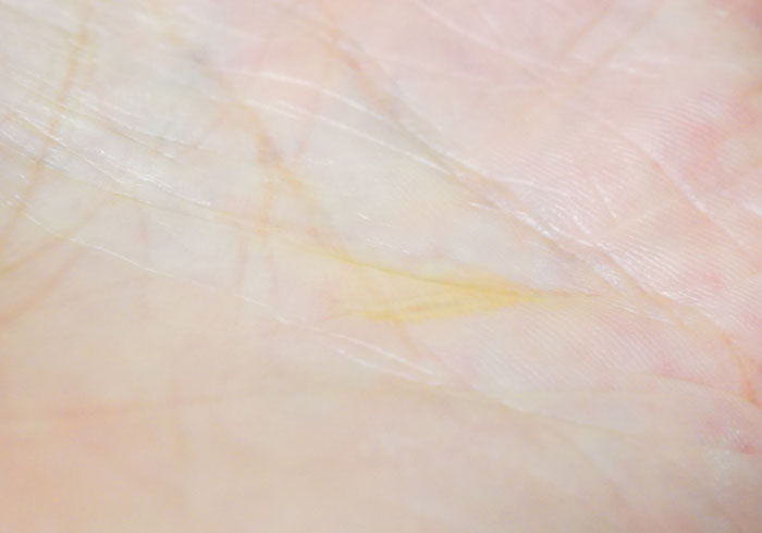 スパヒノキのホホバオイルは質が良いのが特徴